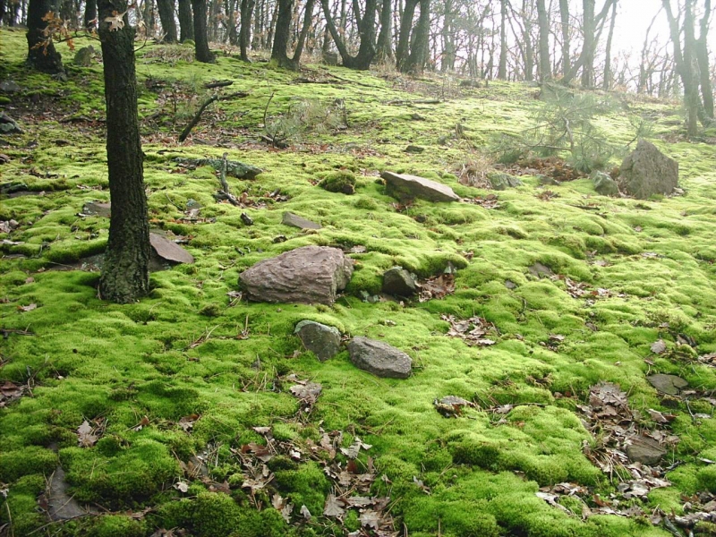 szuado